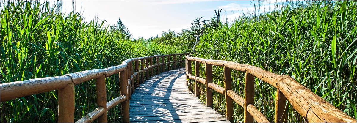 Wooden walk way through green plants