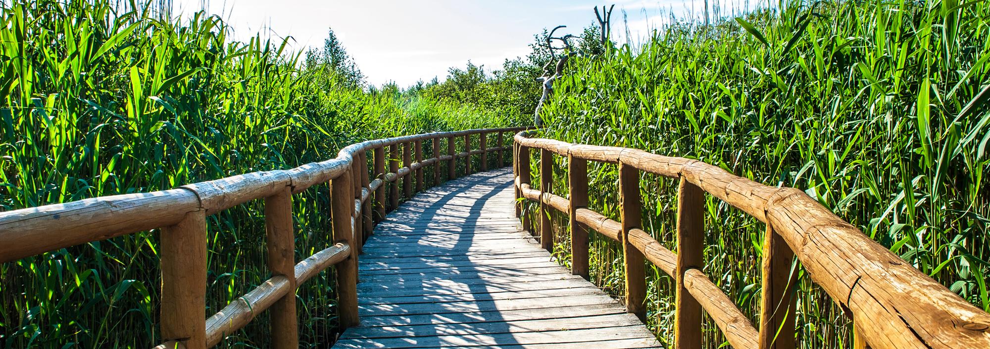 Wooden walk way through green